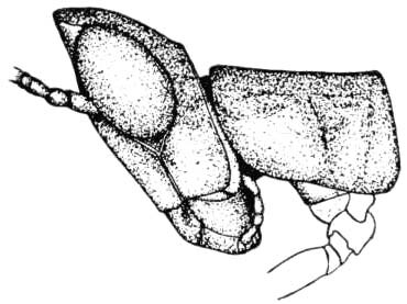 Morsea dumicola Rehn & Hebard, 1918: Pl. 12 fig. 3. male, head and pronotum, lateral view. (Otu).