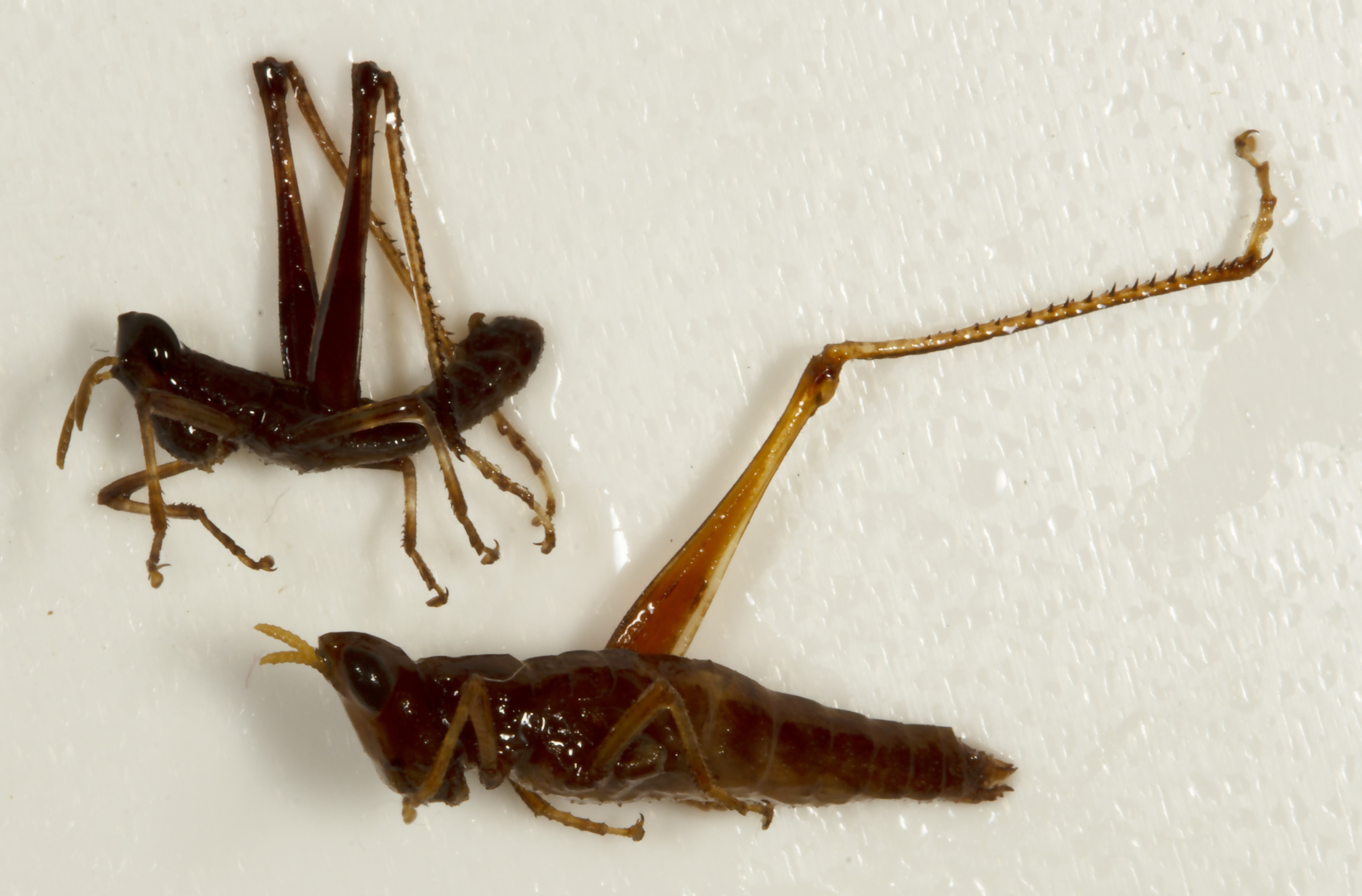 CollectionObject 1527145; cdb4f981-2ee3-4659-af57-32acf5db2063: male and female, lateral view (holotype and allotype). (CollectionObject).