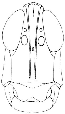 Morsea kaibabensis Rehn & Grant, 1958: Fig. 220. female, head, facial view. (Otu).