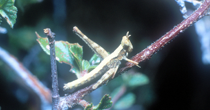 Morsea piute Rehn & Grant, 1958: (Otu).