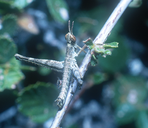 Morsea tamalpaisensis Rehn & Hebard, 1909: (Otu).