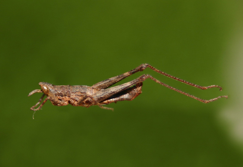 Daguerreacris tandiliae Descamps & Liebermann, 1970: female. (Otu).