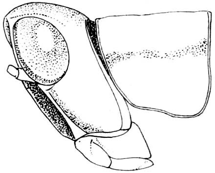 Psychomastax robusta Hebard, 1934: Fig. 264. female, head and pronotum, lateral view. (Otu).
