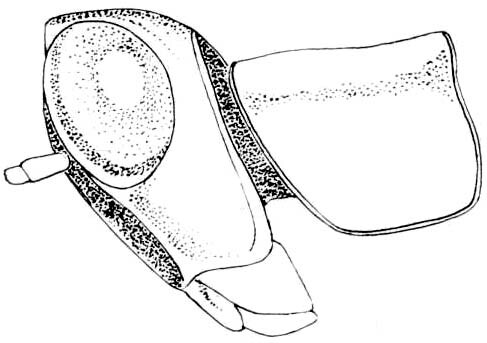 Psychomastax deserticola deserticola Hebard, 1934: Fig. 265. male, head and pronotum, lateral view. (Otu).