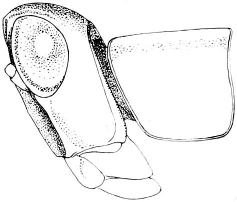 Psychomastax deserticola indigena Rehn & Grant, 1959: Fig. 267. female head and pronotum, lateral view. (Otu).
