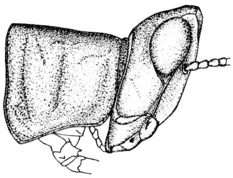 Psychomastax psylla Rehn & Hebard, 1918: Pl. 12 fig. 5. female, head and pronotum, lateral view. (Otu).