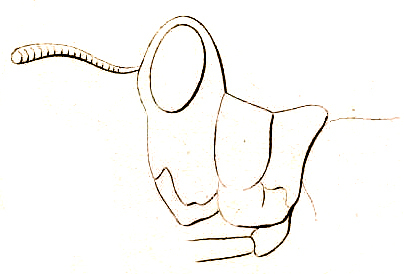 Paramastax mutilata (Serville, 1838): Pl. 8, Fig. 4. male head and pronotum, lateral view. (Otu).