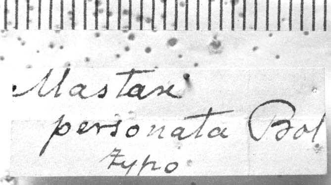 CollectionObject 1535438; a1c536fc-d029-4811-ab4d-3f581b9839dd: labels (holotype). (CollectionObject).
