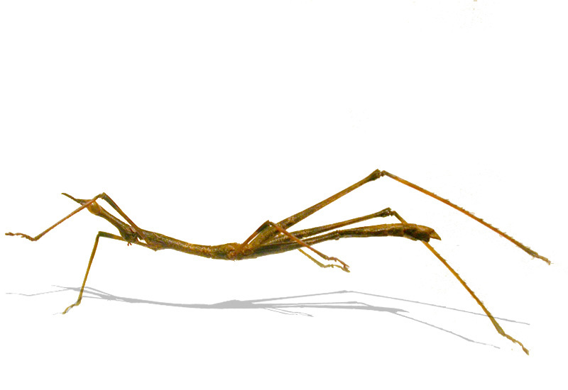 Anchocoema subalata Mello-Leitão, 1939: female habitus. (Otu).