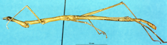 CollectionObject 1507031; 1d5159d2-b25b-4f70-a08f-c00c9c1d68de: male, lateral view (holotype). (CollectionObject).