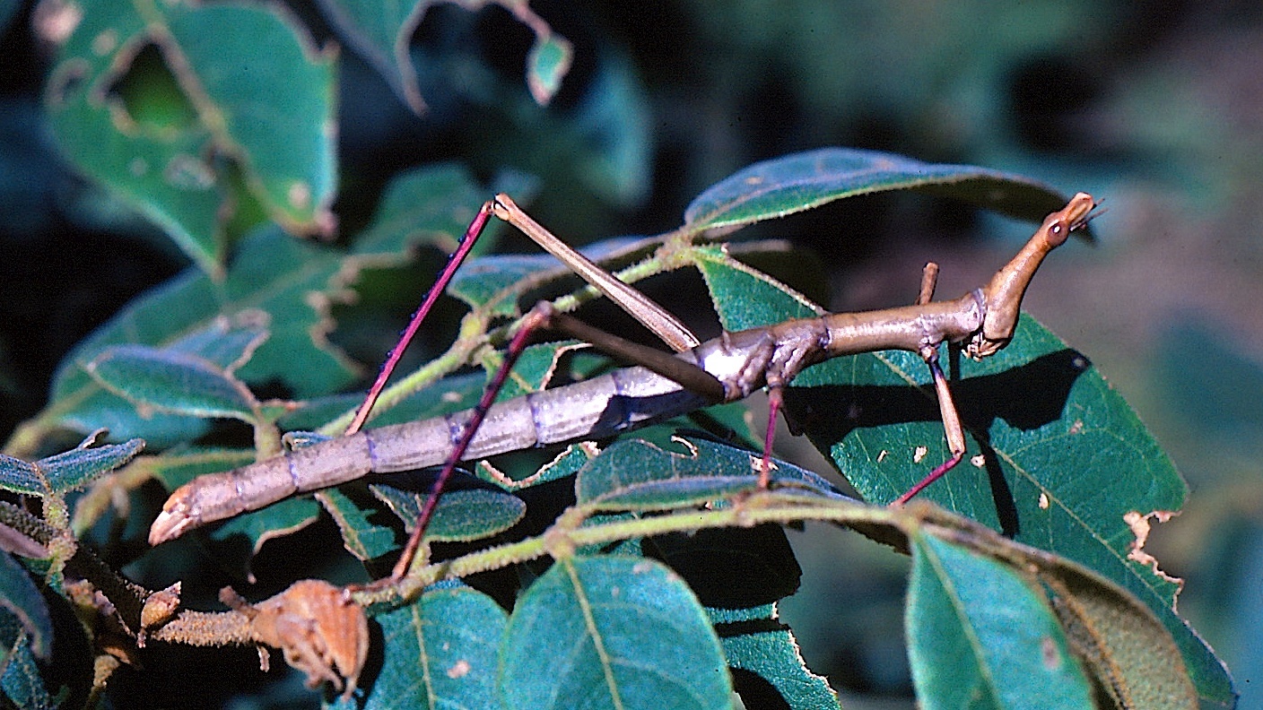 Stiphra robusta Mello-Leitão, 1939: Piaui, Brazil, on 15 March, 1986. (Otu).