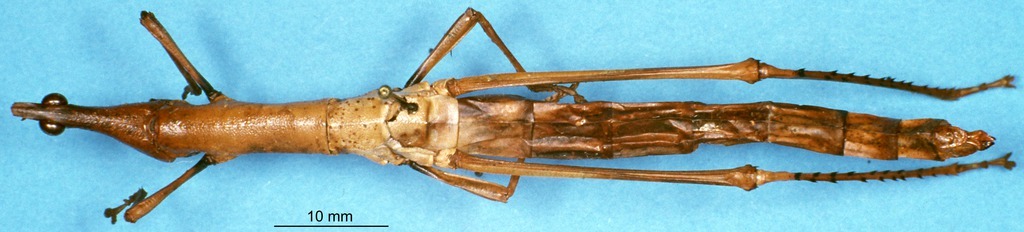 CollectionObject 1505059; 5aab3ad8-8719-4473-aabc-f80395877283: female, dorsal view (syntype). (CollectionObject).