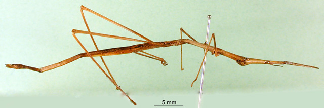 CollectionObject 1501959; 07e0fca6-9bbc-456f-903f-6725f831fd2b: male, lateral view (syntype). (CollectionObject).