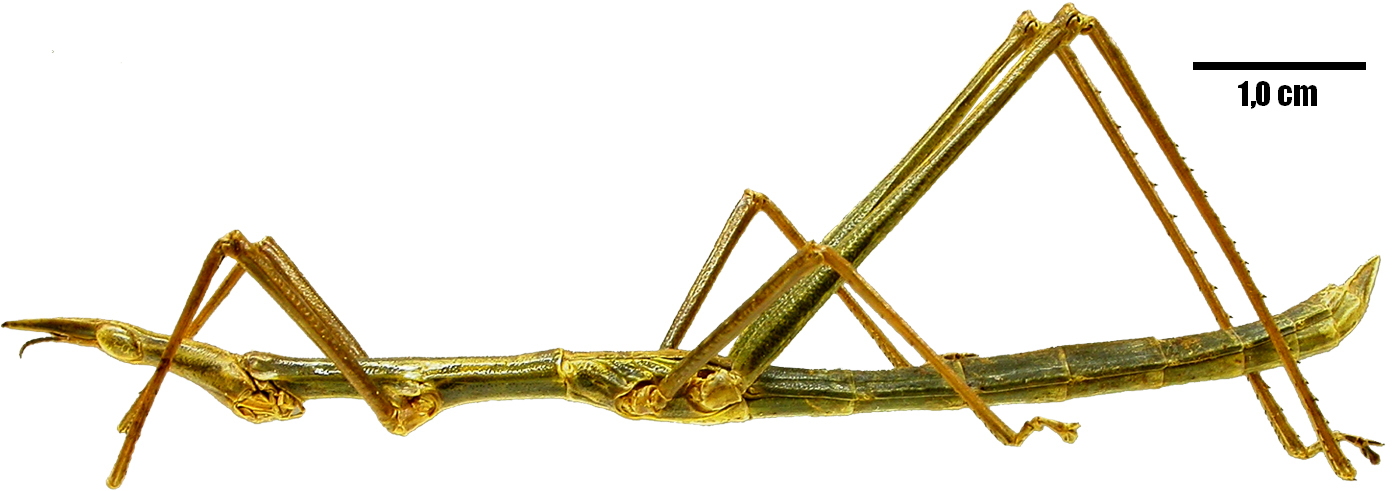 CollectionObject 1542864; 03872905-e689-43ac-a44b-02674fbe7bc6: Male, habitus, lateral view (holotype of Tetanorhynchus bolivianus). (CollectionObject).