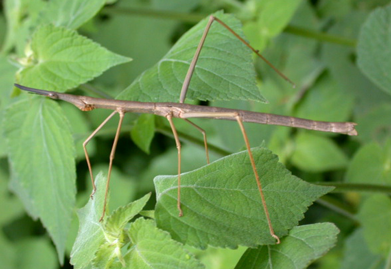 Tetanorhynchus humilis Giglio-Tos, 1897: female. (Otu).