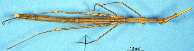 CollectionObject 1506954; e41b5928-ac59-48f9-ba3c-37a078c8553a: female, dorsal view (syntype). (CollectionObject).