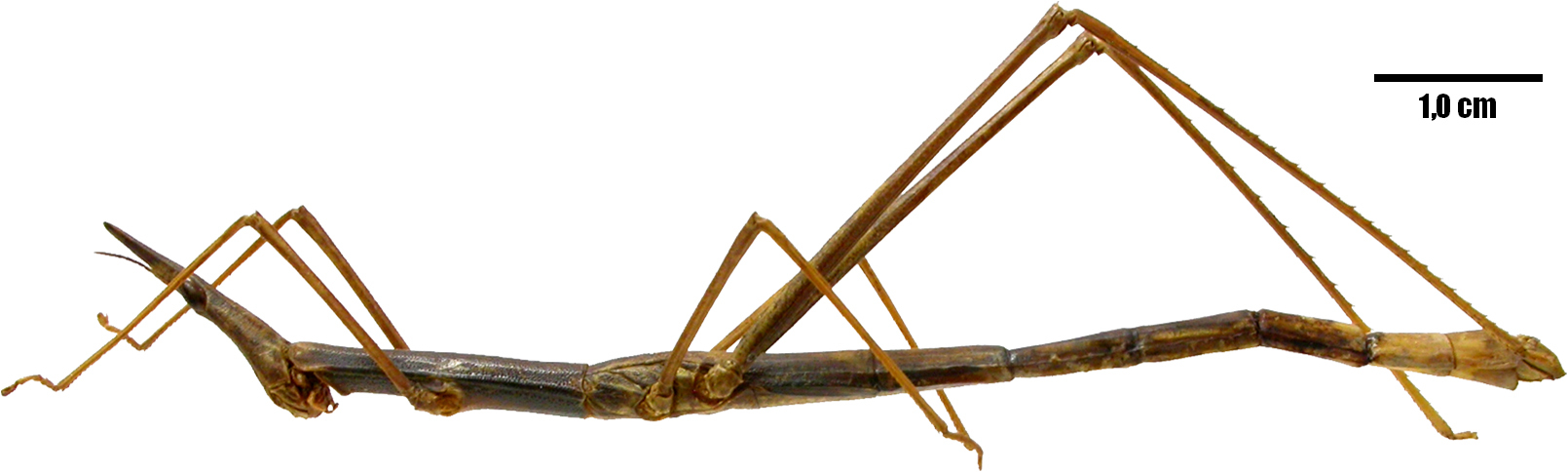 CollectionObject 1527795; b8cde78d-a8c6-4305-8230-50b2b451fdfa: female, habitus, lateral view (holotype of Tetanorhynchus martinezi). (CollectionObject).