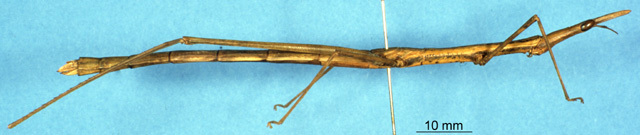 CollectionObject 1507131; e42a5dee-4ec4-4edd-9aa4-fec60747b3e6: female, lateral view (syntype). (CollectionObject).