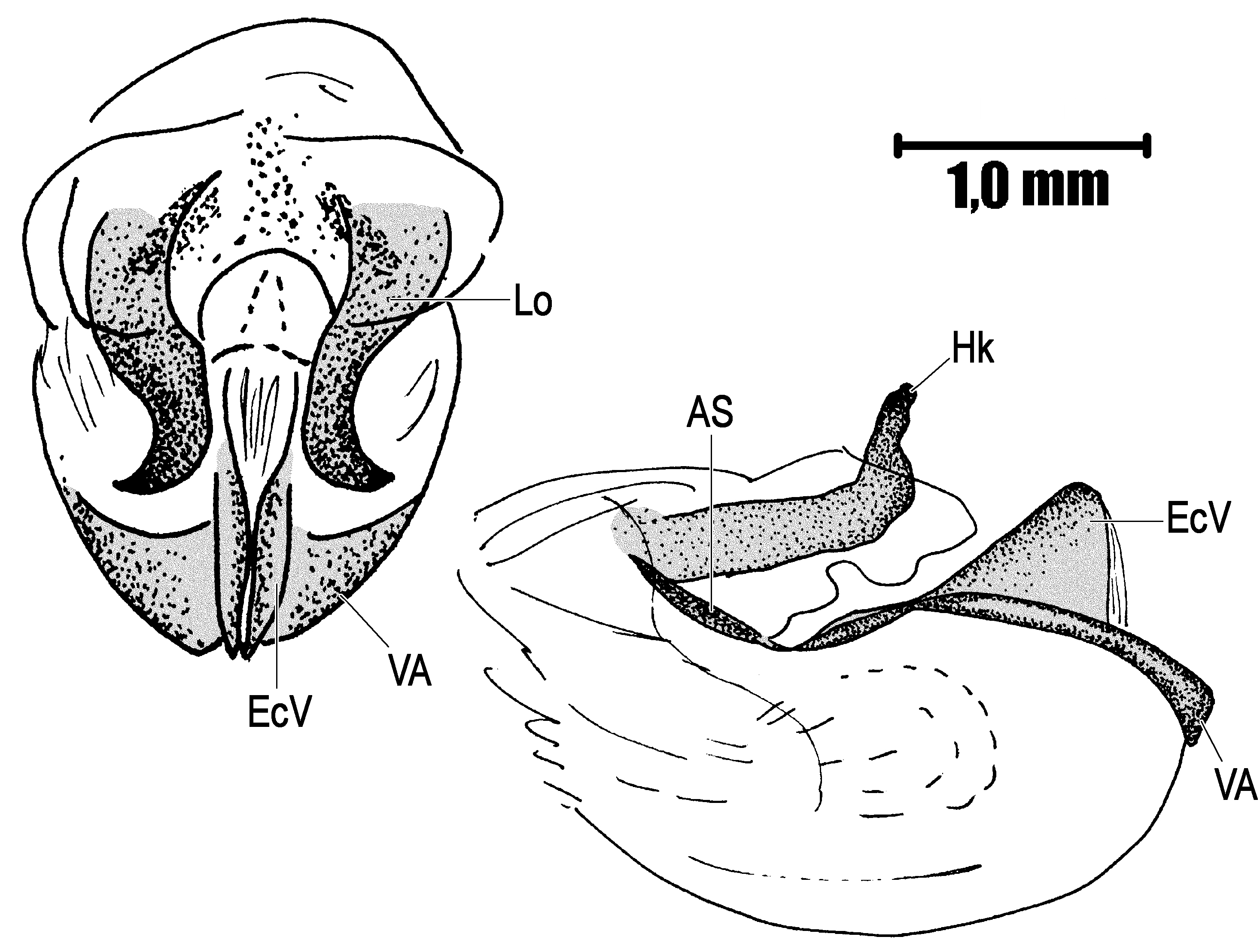 Pseudastroma multispinosa (Brunner von Wattenwyl, 1890): Figs. 23-24. male, phallic complex, dorsal and lateral views. (Otu).