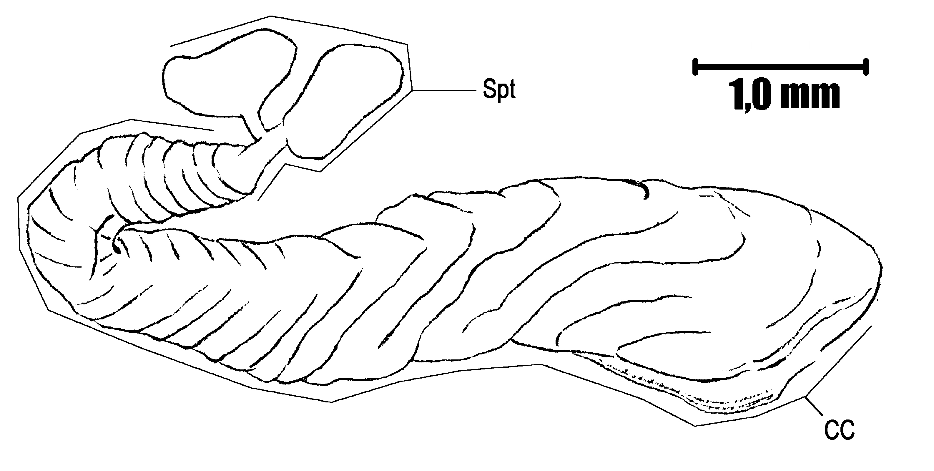 Pseudastroma perducta (Mello-Leitão, 1939): Fig. 31. female, seminal receptacle, dorsal view. (Otu).