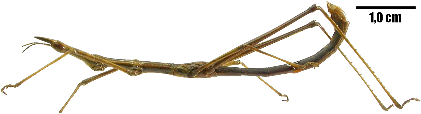 CollectionObject 1542868; 7ea830d2-98ce-4f37-9cb2-5d89d29fe443: male, habitus, lateral view (holotype of Tetanorhynchus mamanguapensis). (CollectionObject).