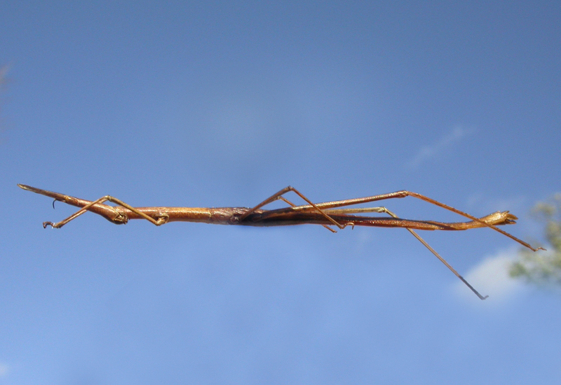 Orienscopia angustirostris (Brunner von Wattenwyl, 1890): female. (Otu).