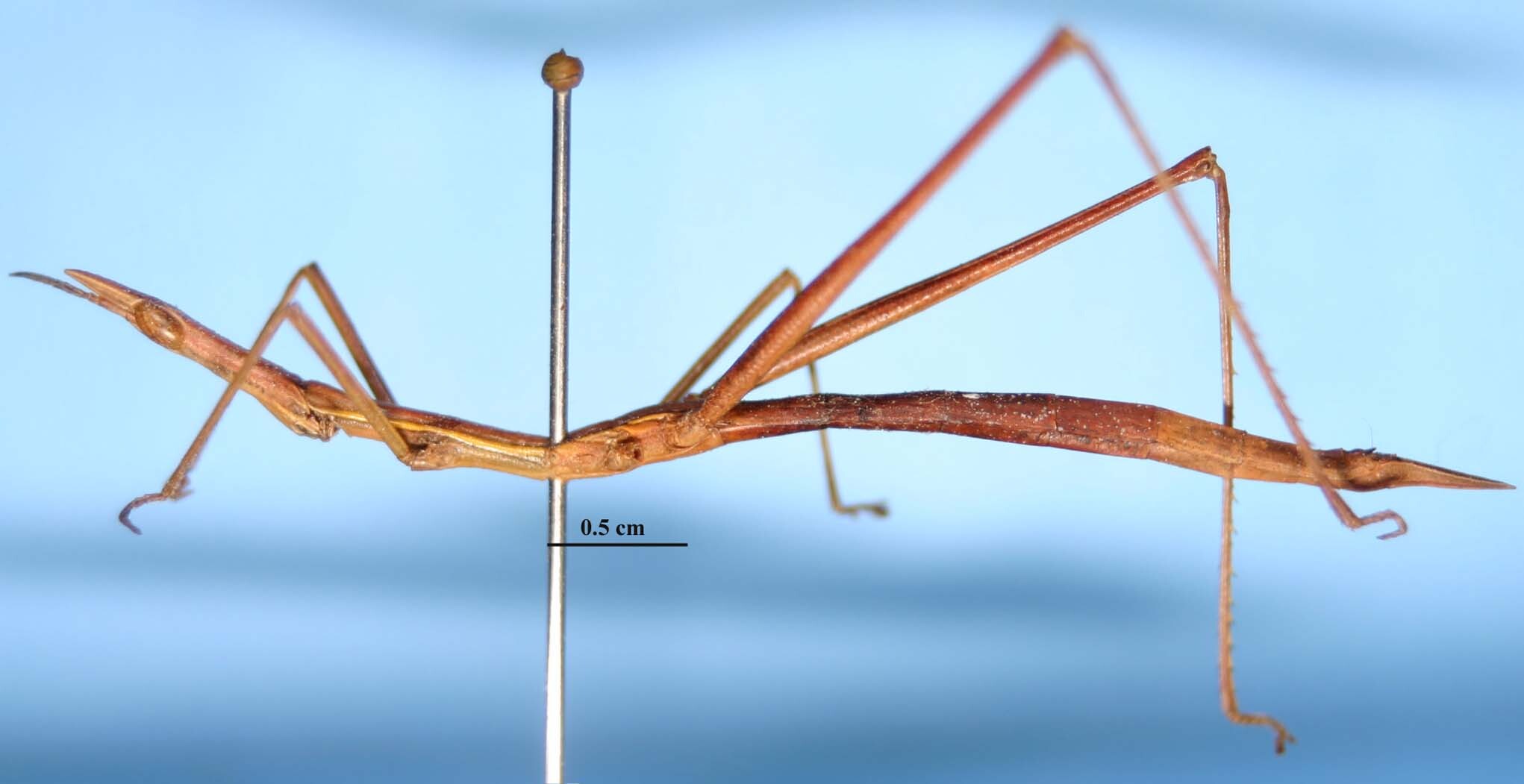 Orienscopia sanmartini Bentos-Pereira, 2000: Male, paratype. (Otu).
