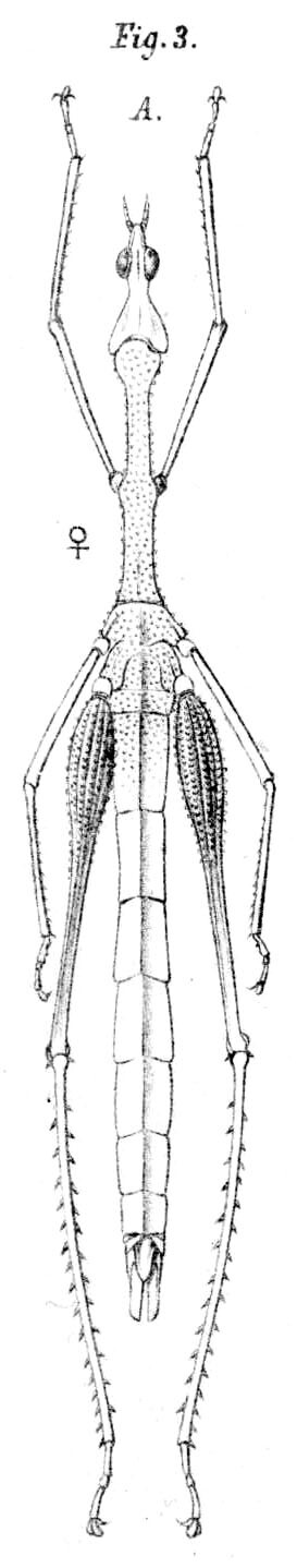 Apioscelis bulbosa (Scudder, 1869): Pl. 3, Fig. 3 A. female Apioscelis gracilis (body length 80 mm, pronotum 20.5 mm, hind femur 27 mm). (Otu).