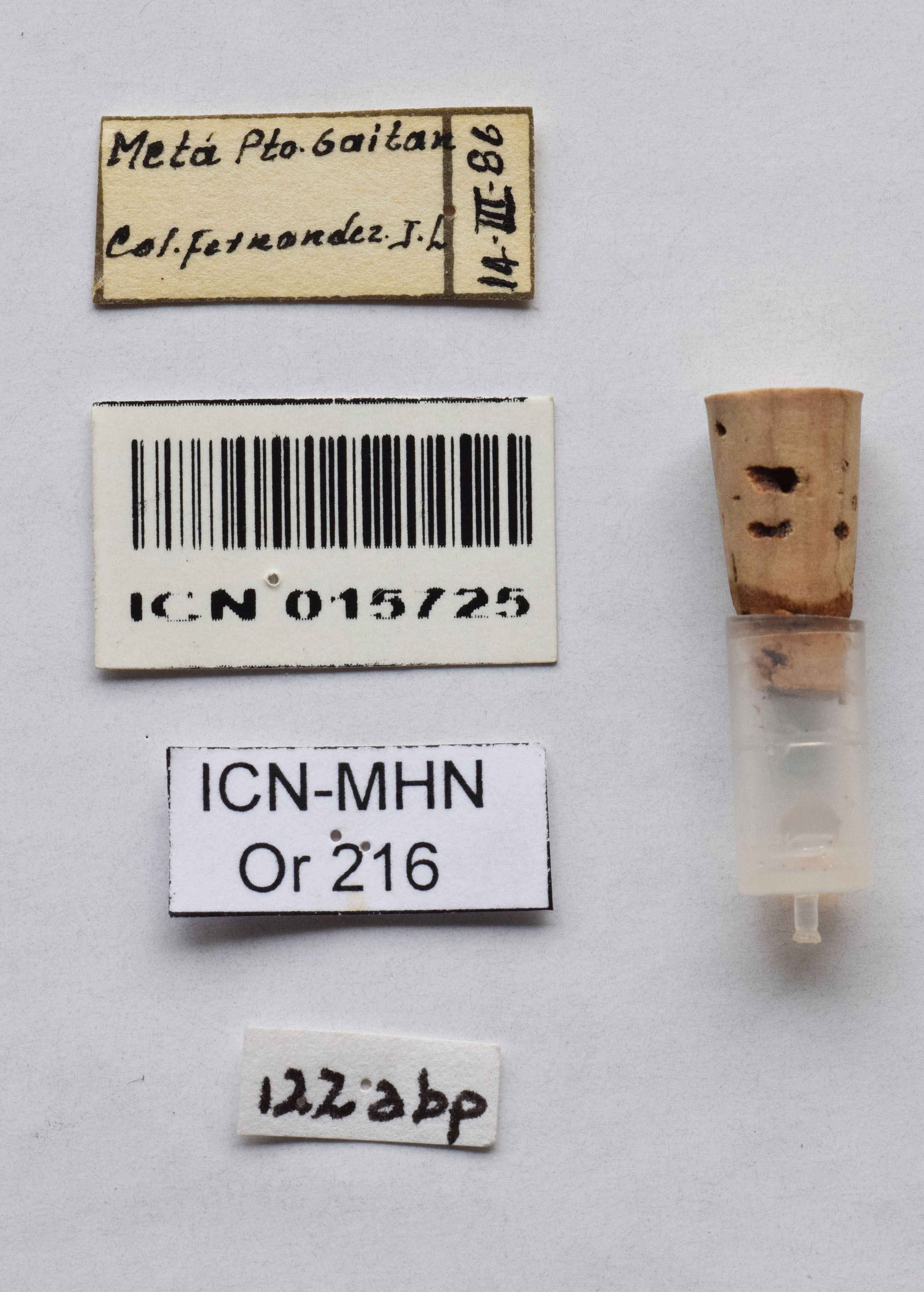 CollectionObject 1544419; UNCB I. No. ICN-MHN.OR216, 0cdc461f-207a-4219-8ce4-0a35eb0bd36d: labels (holotype of Pseudoproscopia onça). (CollectionObject).