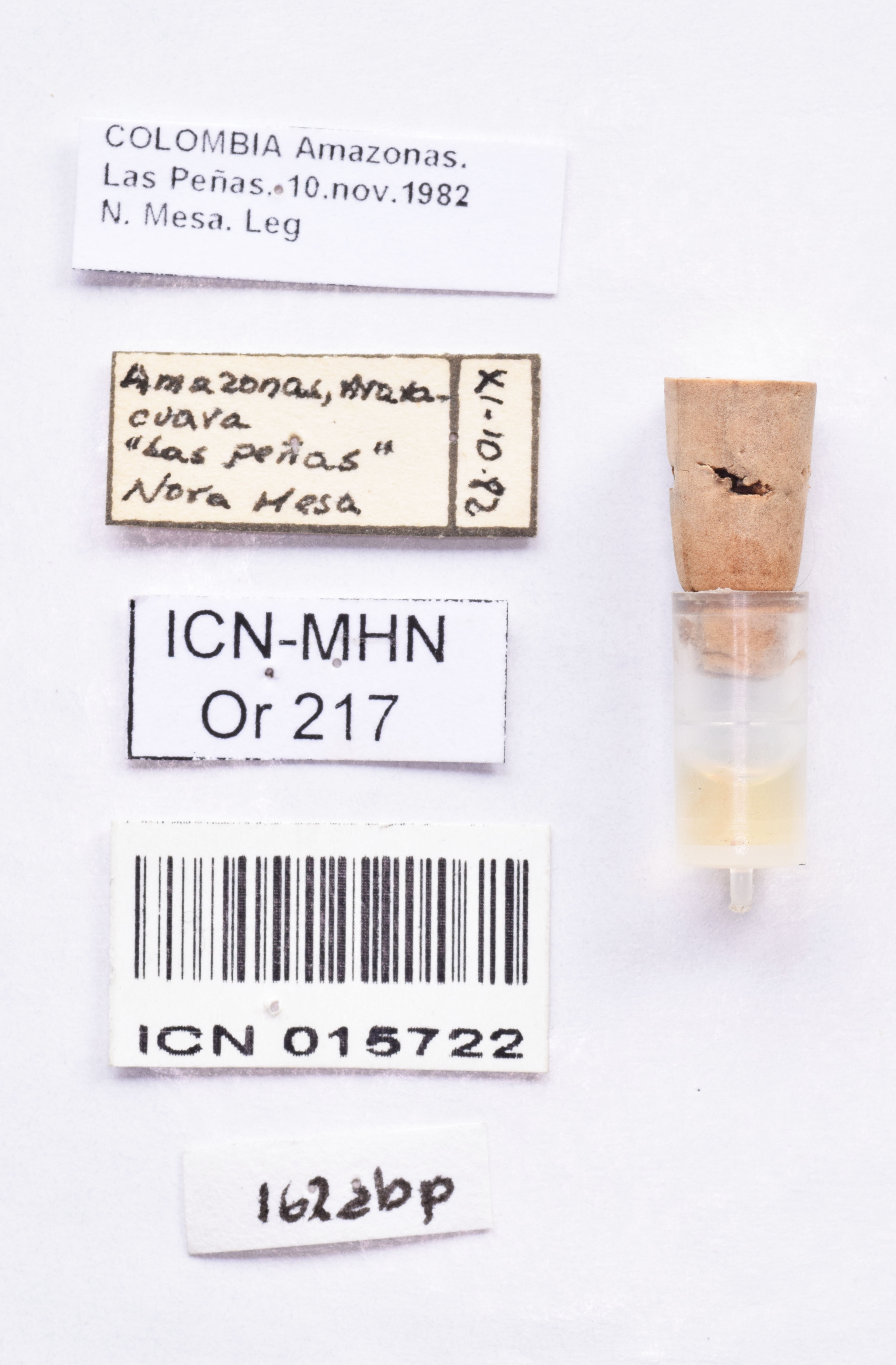 CollectionObject 1582743; 8a62fca2-6227-4fb0-b704-f0512f426914: labels (holotype). (CollectionObject).