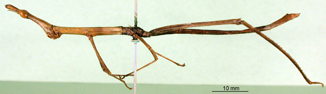 CollectionObject 1500893; 5a6b2ee8-525f-4f2d-9bf0-e3b2f64c6692: female nymph, lateral view (syntype). (CollectionObject).
