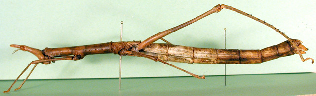 CollectionObject 1500894; dcb9b032-1bc7-4576-b249-04d1728e0000: female, lateral view (holotype). (CollectionObject).
