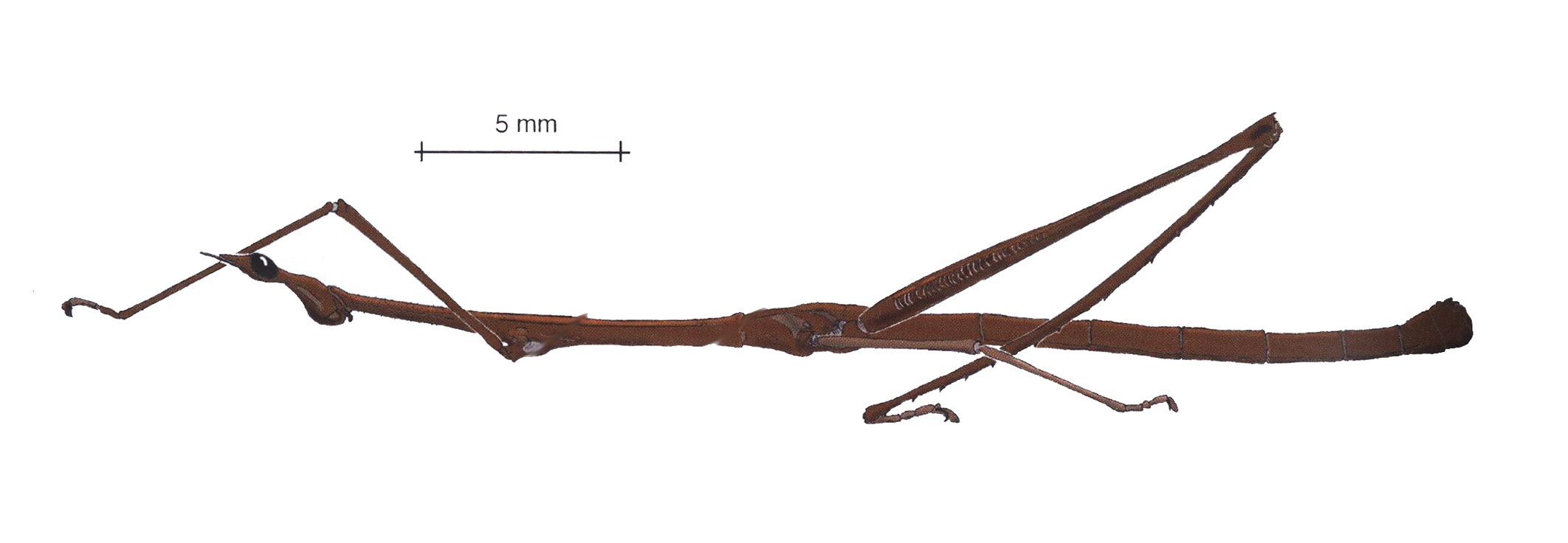 Pseudoproscopia septentrionalis (Bruner, 1905): male, lateral view. (Otu).