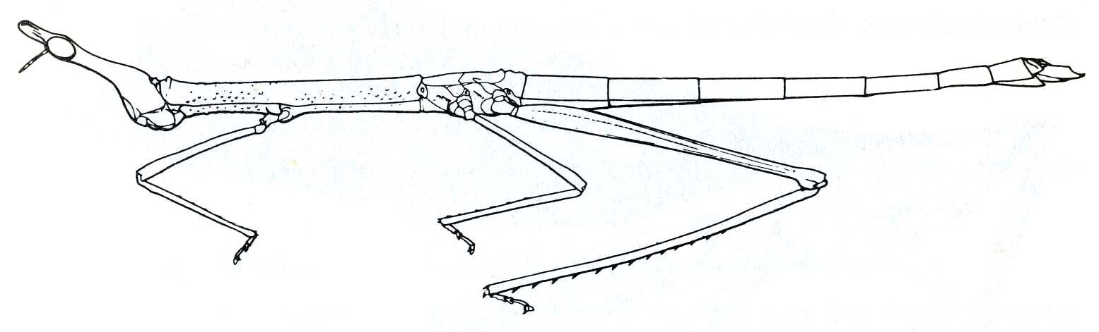 Pseudoproscopia scabra (Klug, 1820): Fig. 8, 1. female habitus. (Otu).