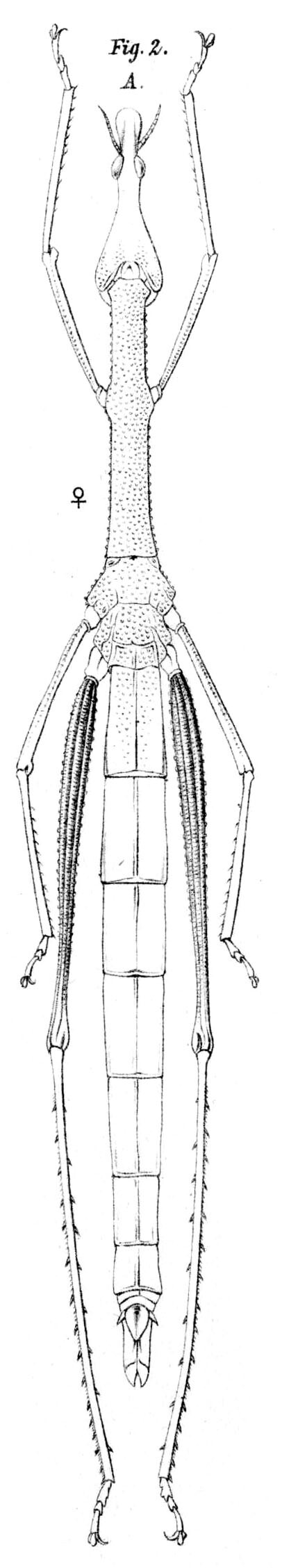 Pseudoproscopia latirostris (Brunner von Wattenwyl, 1890): Pl. 3, Fig. 2 A. female habitus (body length 155 mm, pronotum 33 mm, hind femur 45 mm). (Otu).