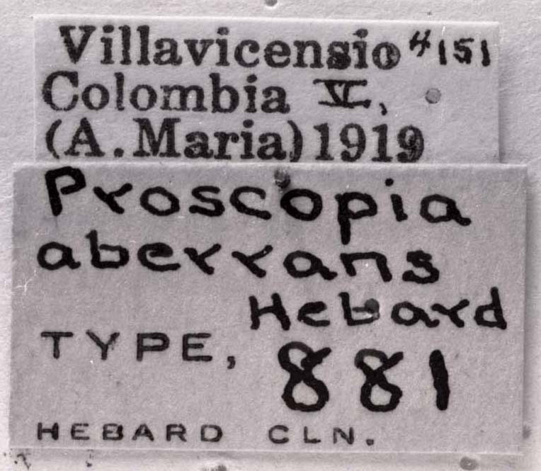 Paraproscopia aberrans (Hebard, 1923): Image C.S. Carbonell. labels (holotype). (Otu).