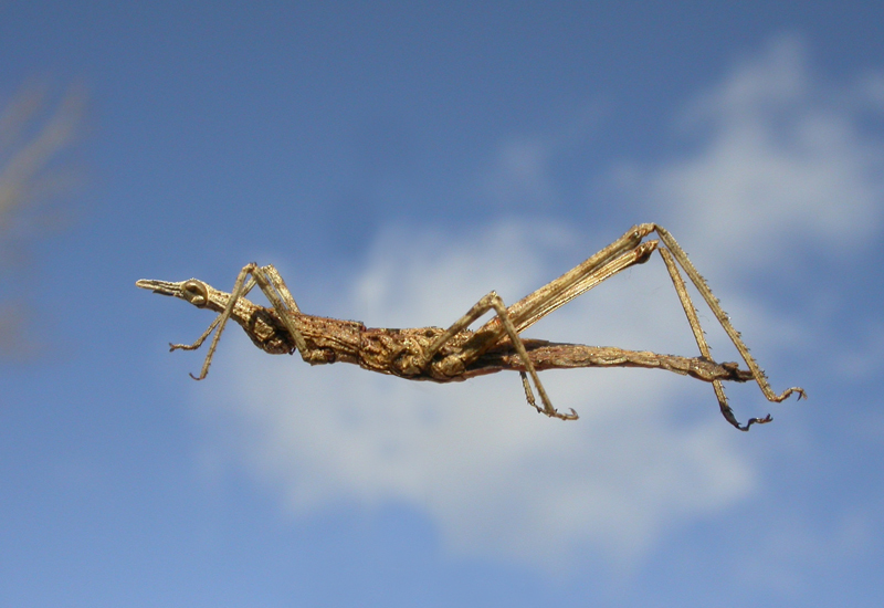 Astroma saltense Mello-Leitão, 1939: female, lateral view. (Otu).