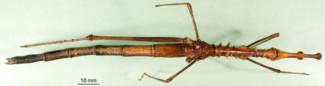 CollectionObject 1500905; DORSA BA000351S01, 6629839e-a850-43be-afdc-bf5686f7268e: female, dorsal view (holotype). (CollectionObject).