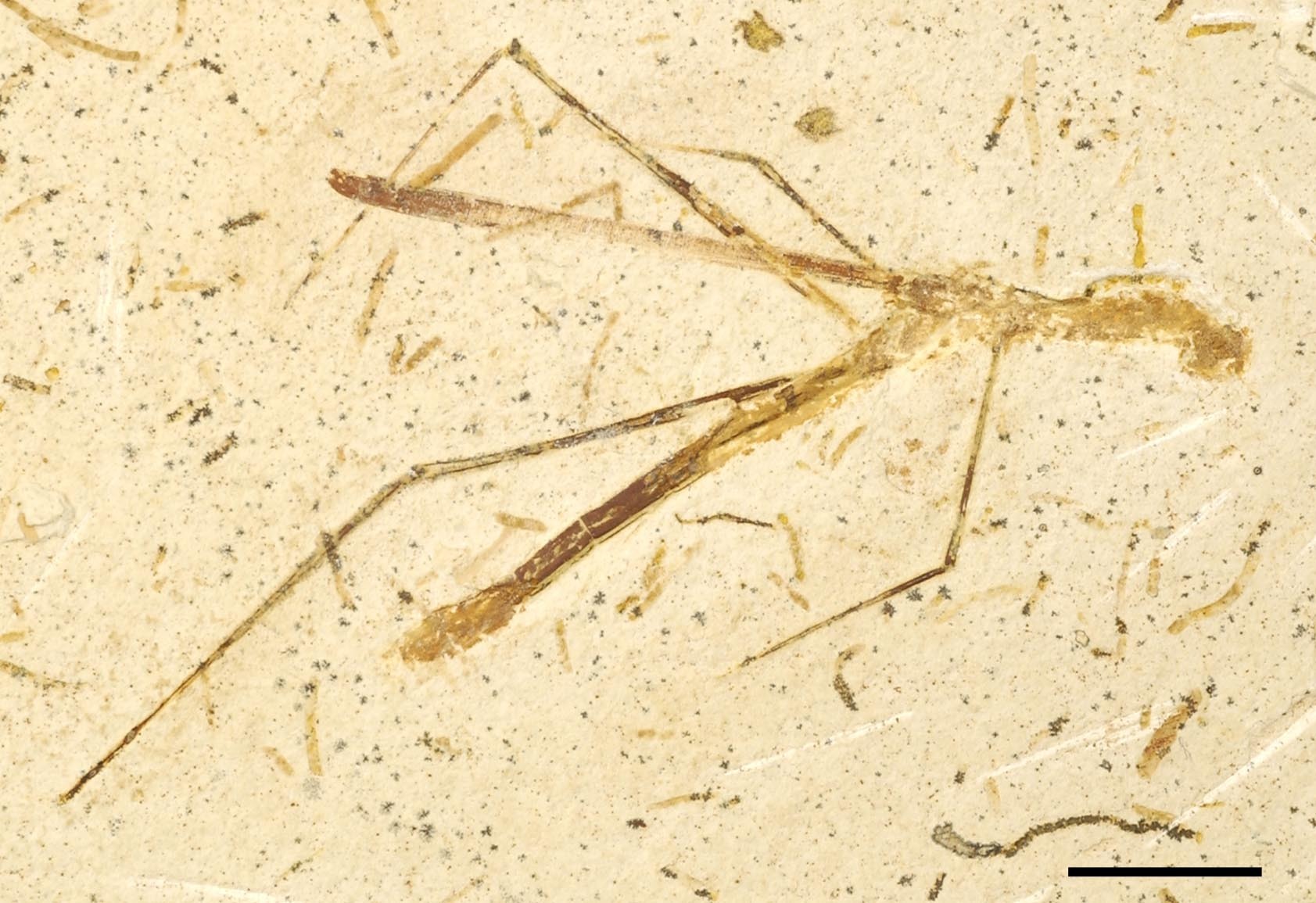 CollectionObject 1501714; 9912b248-7901-4ea6-855f-2cad5d0b016b: Fig. 2 (reproduced with permission). sex indeterminate, scale bar 10 mm (paratype). (CollectionObject).