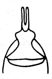 Xyronotus hubbelli Dirsh & Mason, 1979: Fig. 3, 11. male subgenital plate, ventro-posterior view. (Otu).