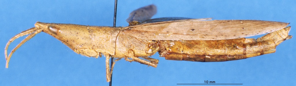 CollectionObject 1507053; 561a0e32-2959-4ccb-8f7a-df5027228379: female, lateral view (holotype). (CollectionObject).