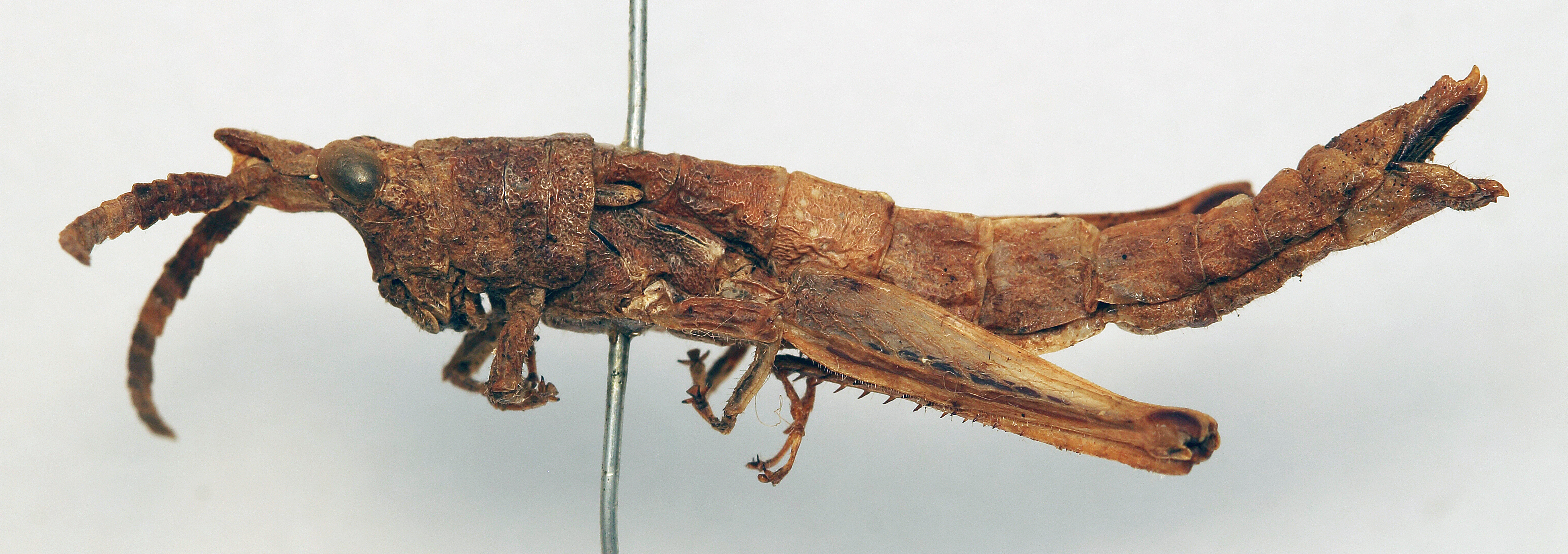 CollectionObject 1540549; b49a48b7-518a-4bb7-ba1f-7dd9a765a89d: female, lateral view (holotype). (CollectionObject).