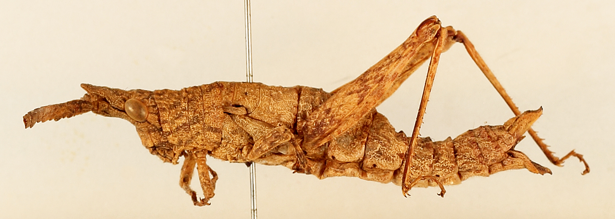 CollectionObject 1506152; cb77ceb5-06ed-4b78-b8a0-15861fc13df3: female, lateral view (lectotype). (CollectionObject).