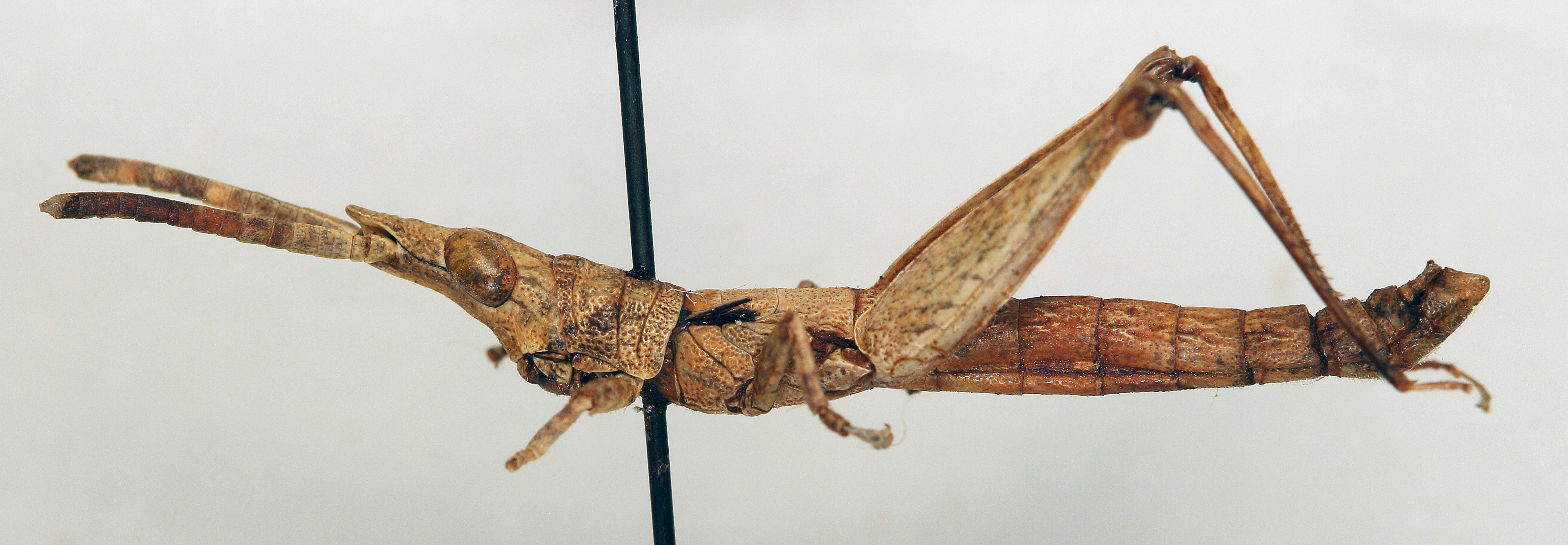 CollectionObject 1540550; 44c5ccdf-126c-4fb2-b9ab-1b92111a0749: male, lateral view (holotype). (CollectionObject).