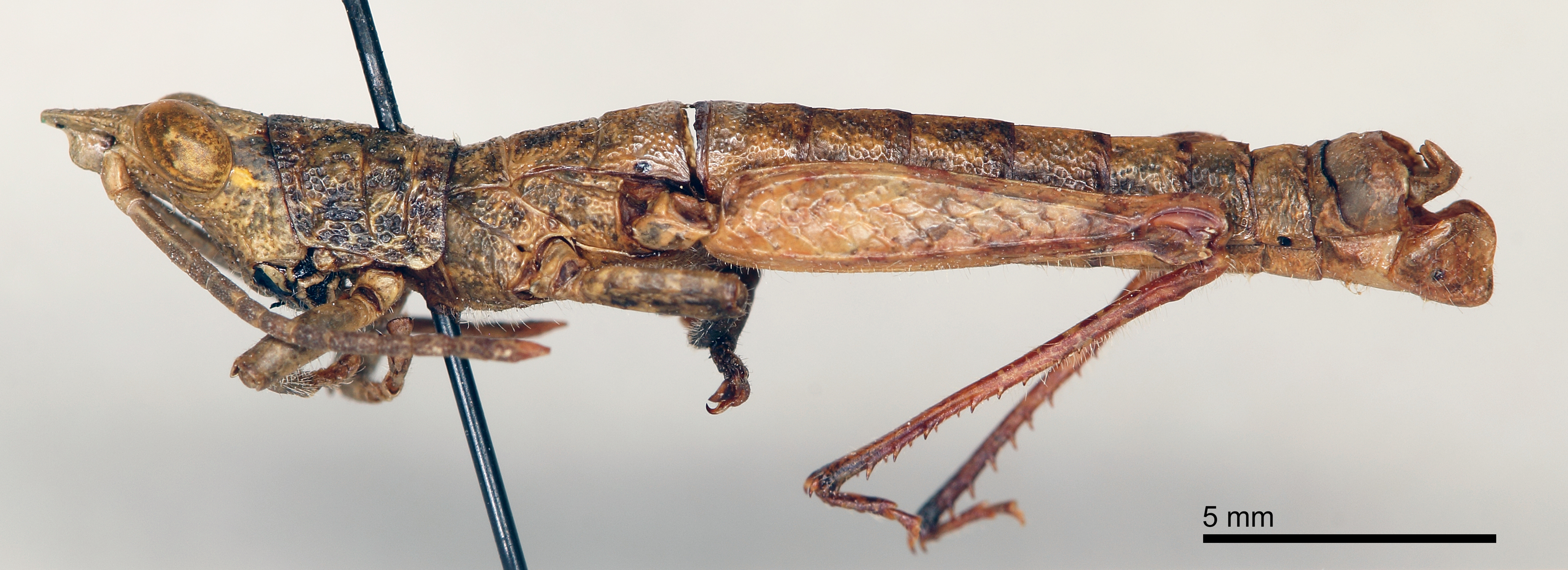 CollectionObject 1535503; 0bb22d0a-ecc3-467b-a7dd-973151cd548c: male, lateral view (holotype). (CollectionObject).