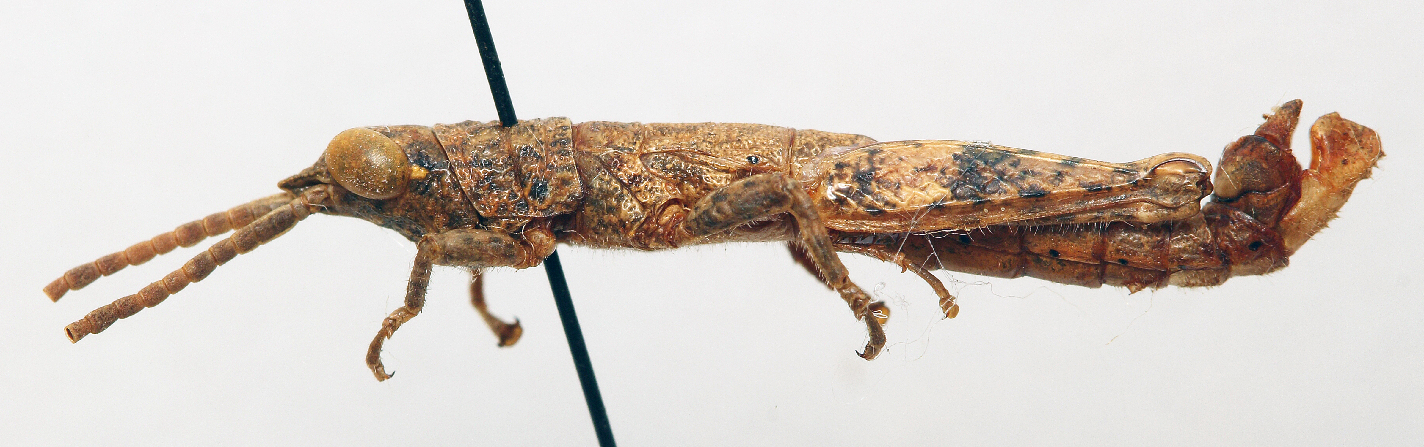 CollectionObject 1540552; bf69d74d-f788-49b3-97d6-af2483158d36: male, lateral view (holotype). (CollectionObject).