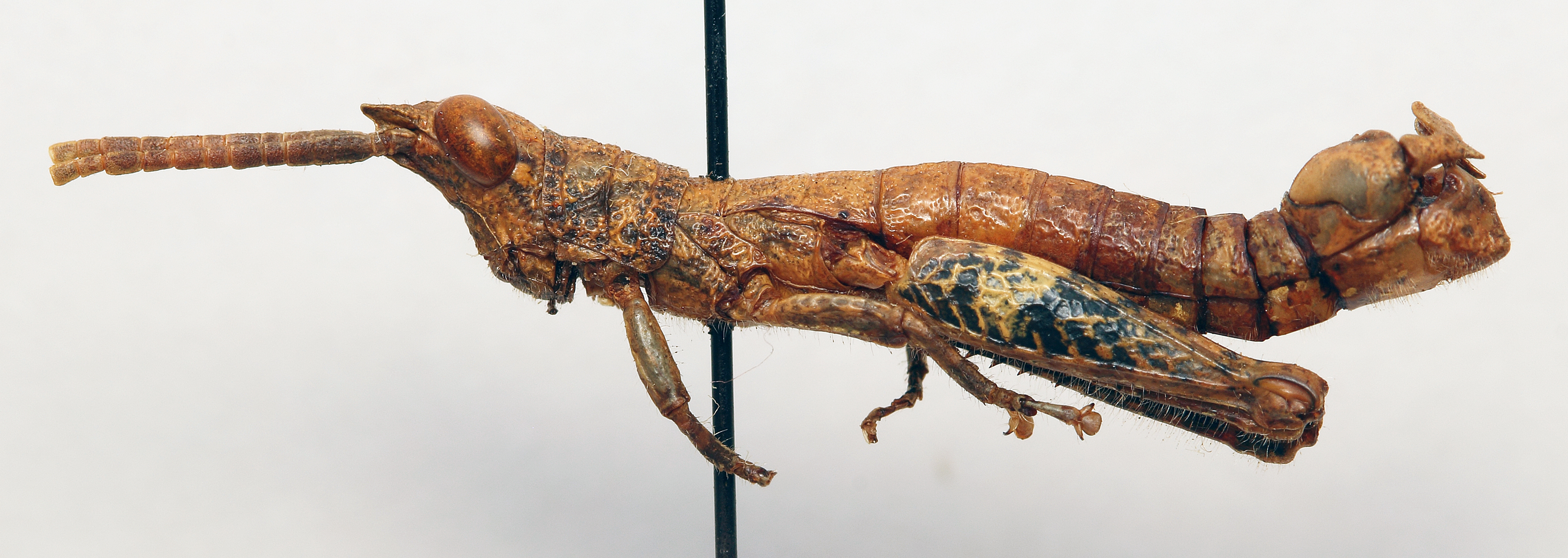 CollectionObject 1540554; 34630ade-b03d-47b0-911d-0369252db4a0: male, lateral view (holotype). (CollectionObject).