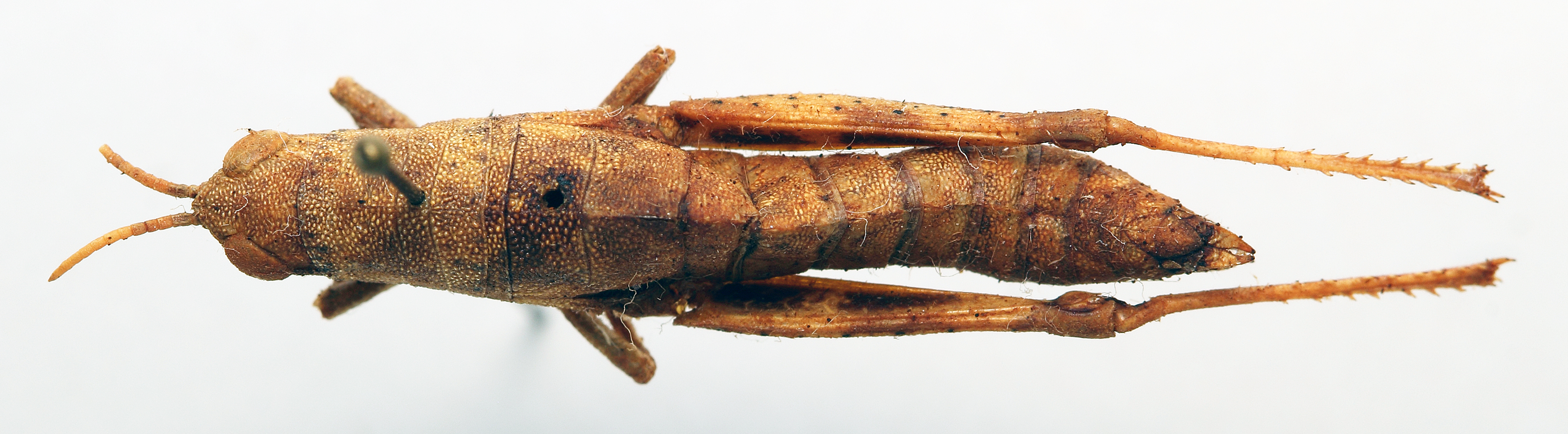 CollectionObject 1500993; 3ae34ac2-0611-4ea2-a344-fe0a487010d4: female, dorsal view (lectotype). (CollectionObject).