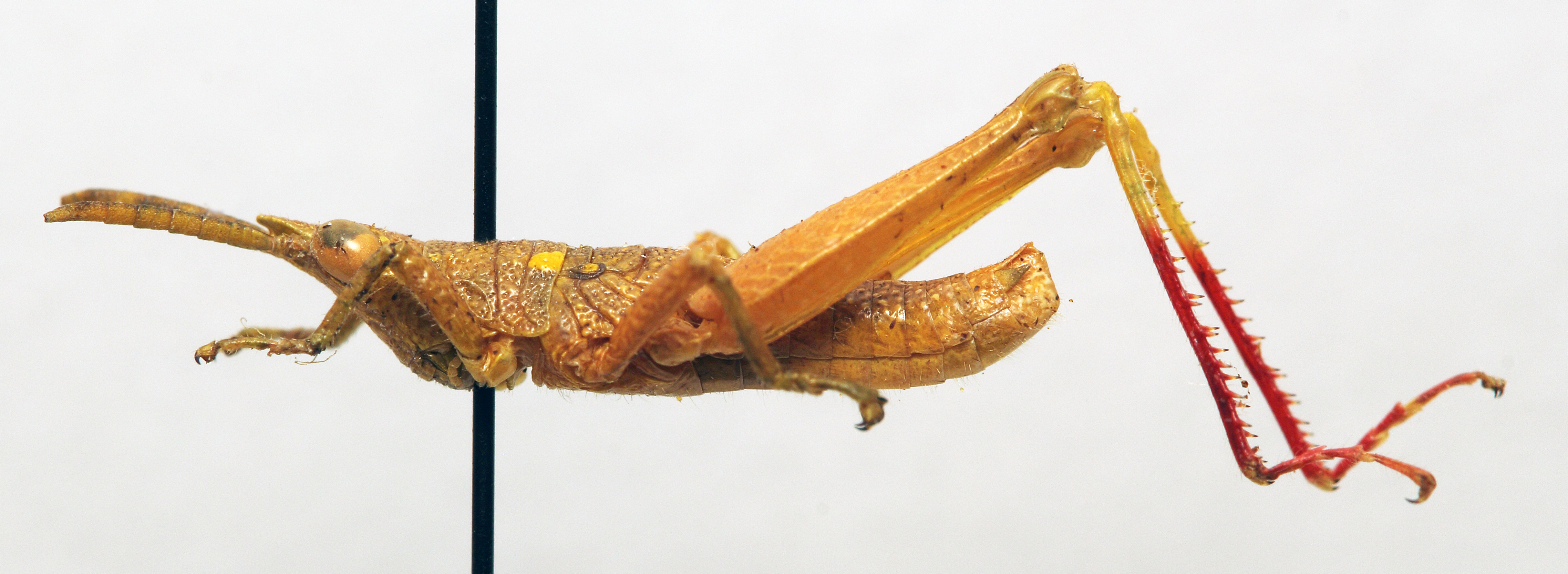 CollectionObject 1540559; 8e8a9cce-a69d-4523-aaf0-3bbd14791b91: male, lateral view (holotype). (CollectionObject).