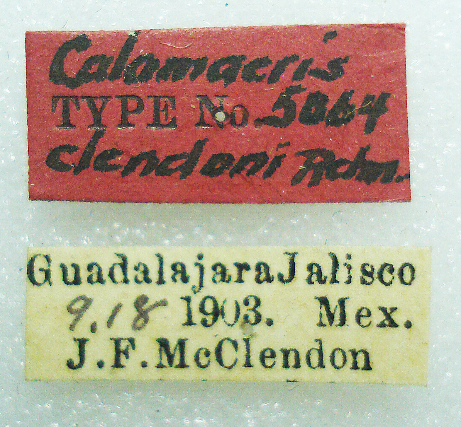 CollectionObject 1523714; ea6ce3ce-2433-4489-9ef0-f229fa6746b9: male, labels (lectotype). (CollectionObject).